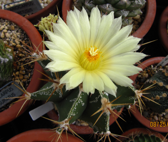 Astrophytum ornatum